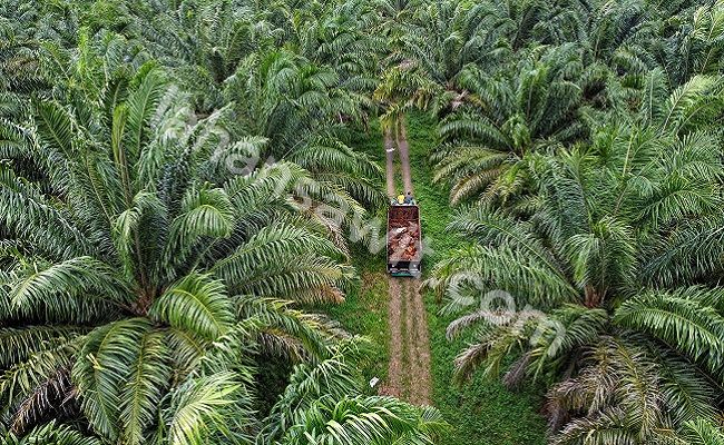 Kebun Sawit 100 ha
