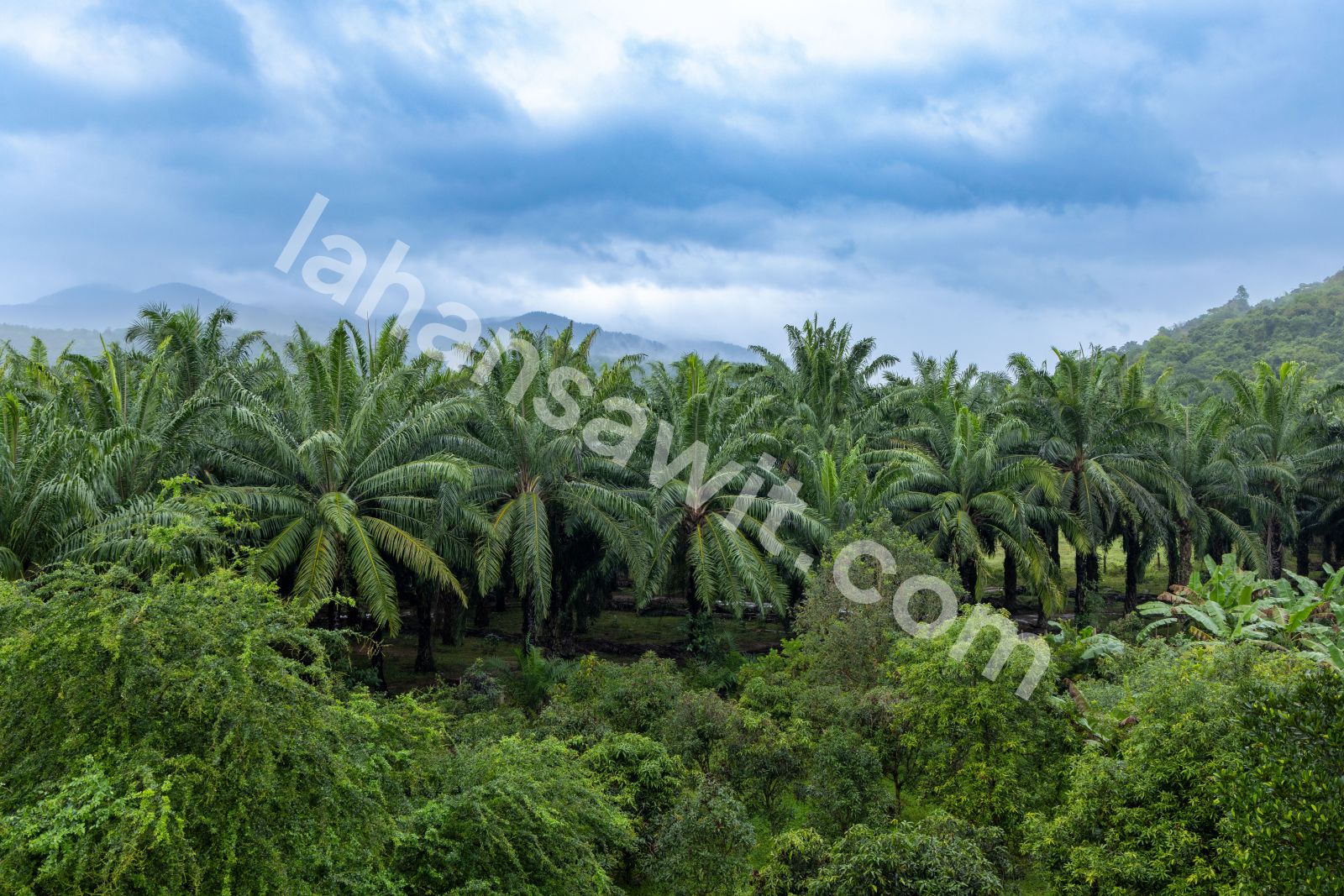 Lahan Sawit 12.5 Ha di Langgam, Pelalawan