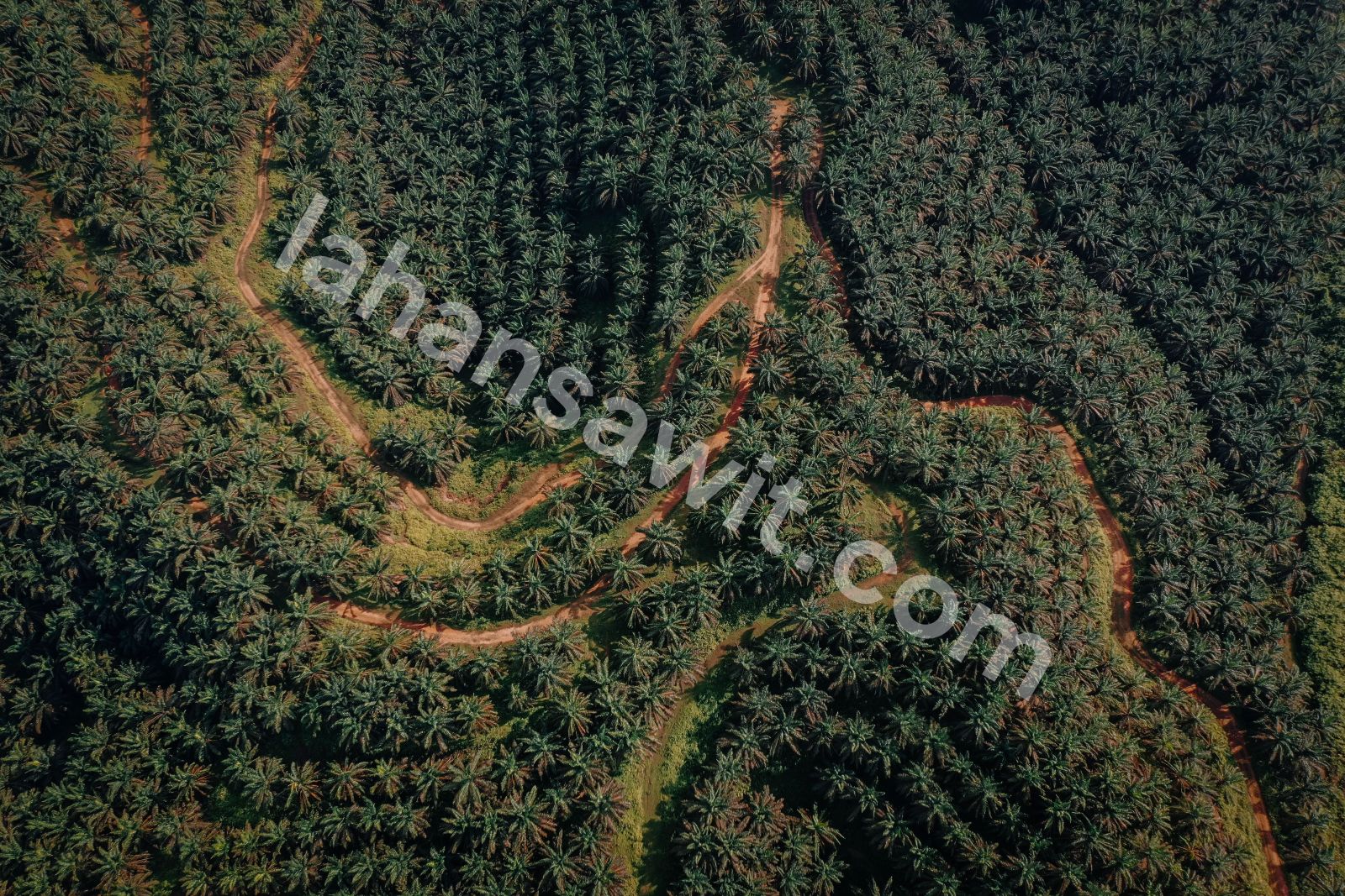Lahan Sawit 12.5 Ha di Langgam, Pelalawan