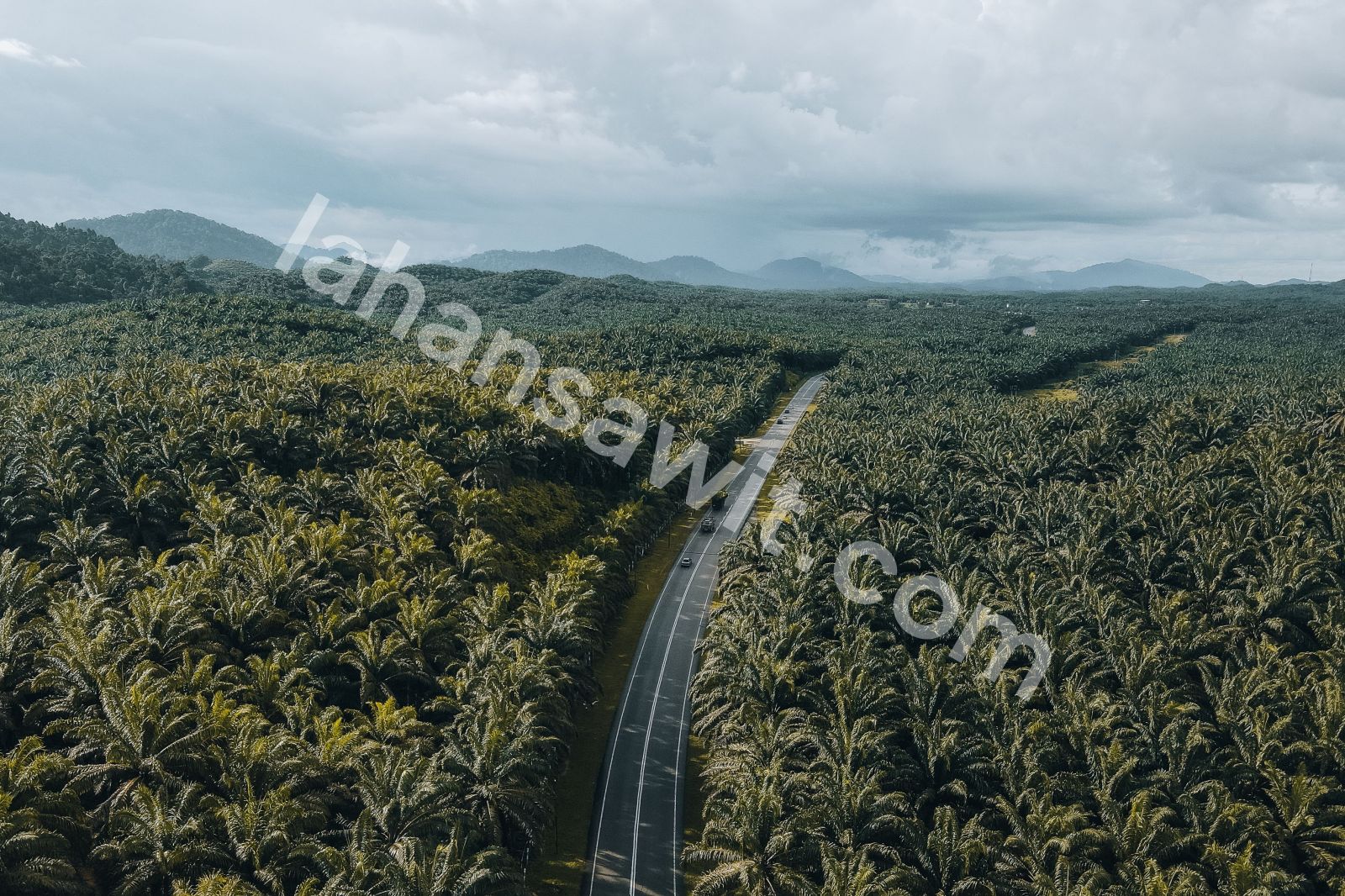 Lahan Sawit 20 Ha di Tandun, Rokan Hulu